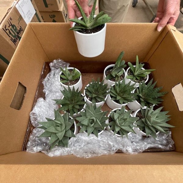 4" Succulent Asst in White Ceramic