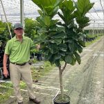14" Ficus Lyrata Std Premium 7-8'