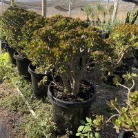 17"/15G Crassula Jade Crosby Stump