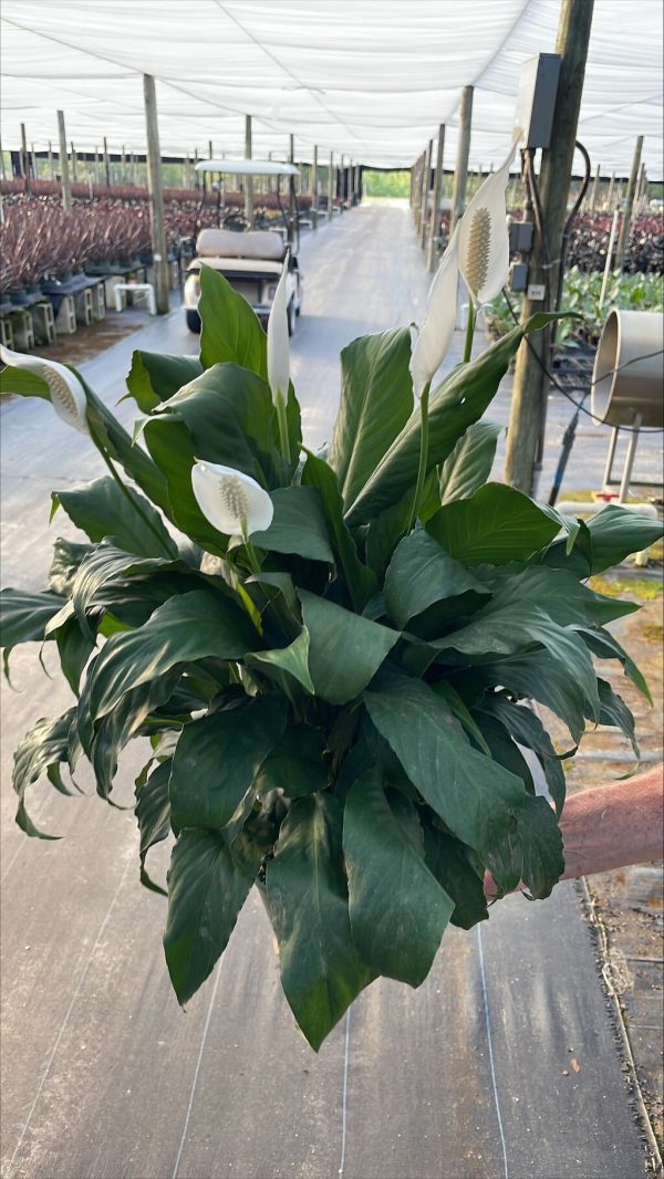 6" Spath with Spikes
