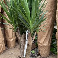 12" Yucca Branched / Stump