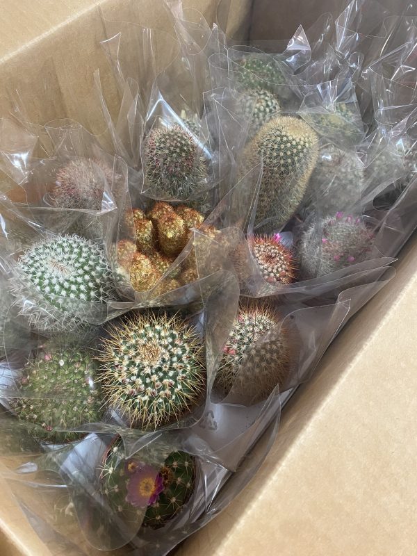3.25" Cactus Flowering (CA)