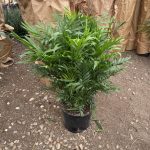 10" Palm Neanthebella Premium