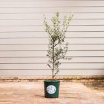 10"/3G Olive Bush