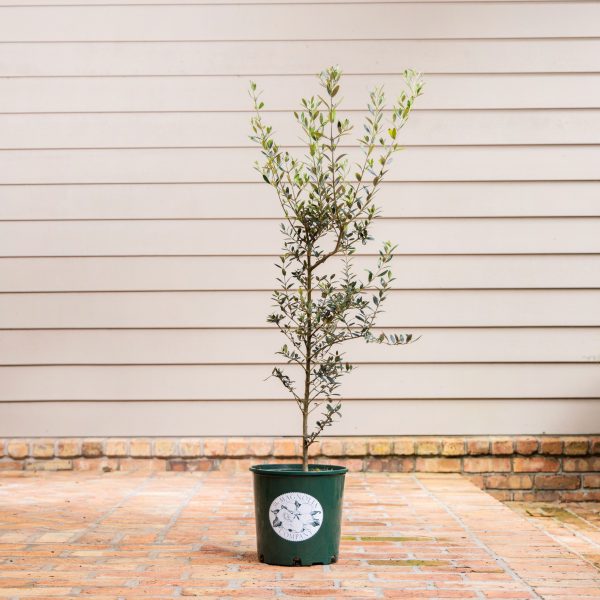 10"/3G Olive Bush