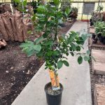 12"/5G Citrus Std Calamondin Premium