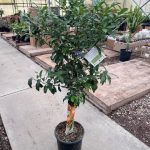 12"/5G Citrus Std Kumquat Nagami Premium