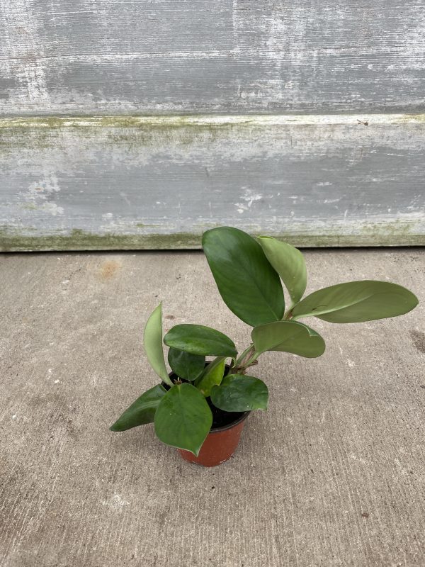 4" Raphidophora Hongkongensis (OPT)