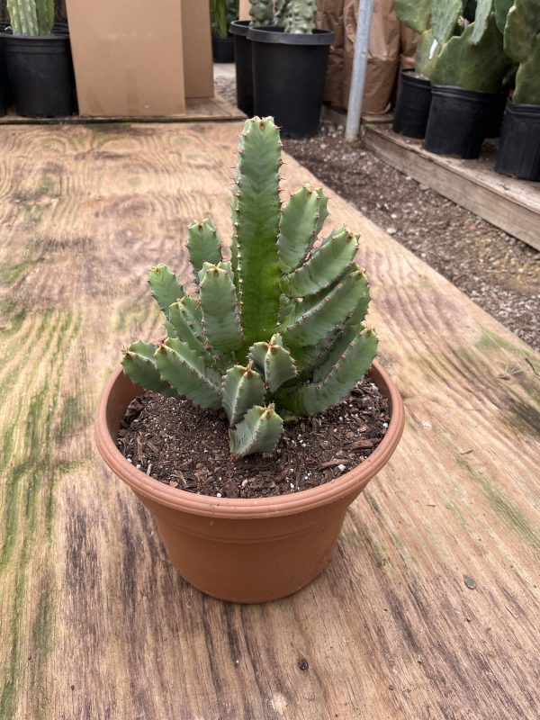 10" Cactus Euphorbia Recinifera (CA)