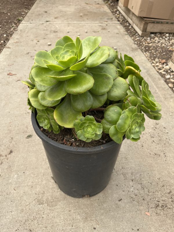 12"/5G Aeonium Mint Saucer (CA)