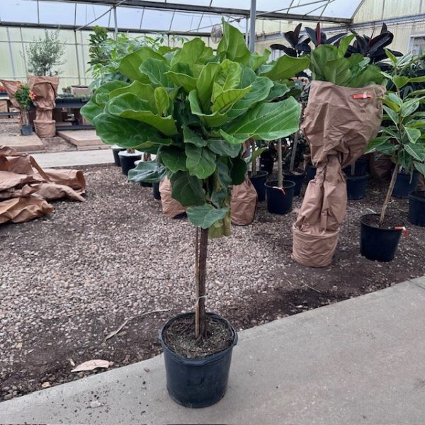 14" Ficus Lyrata Std 5-6'