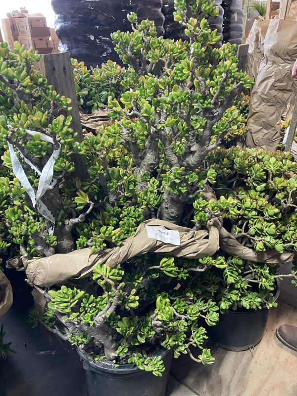 17"/15G Crassula Jade Coral Stump (CA)