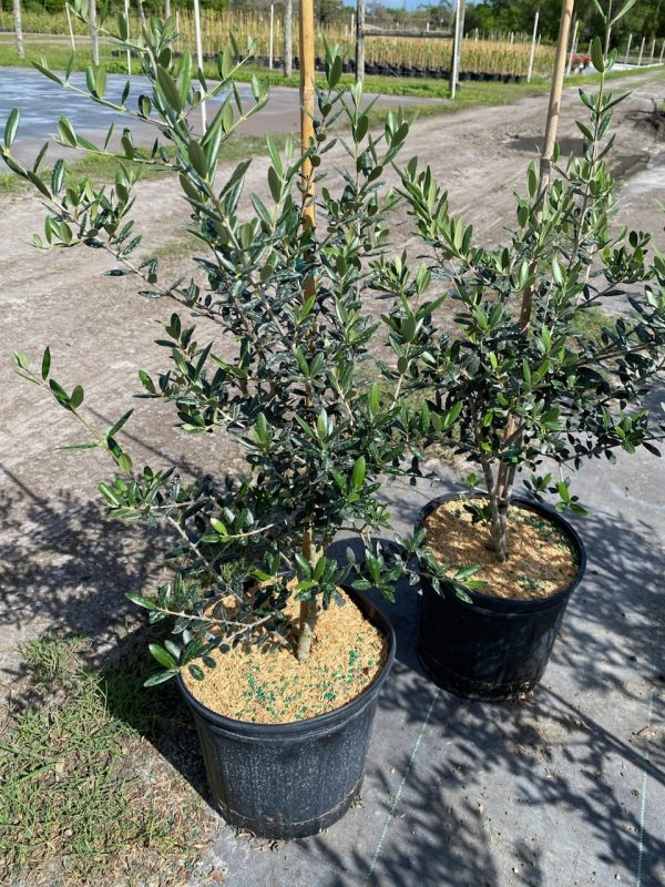 14"/7G Olive Bush