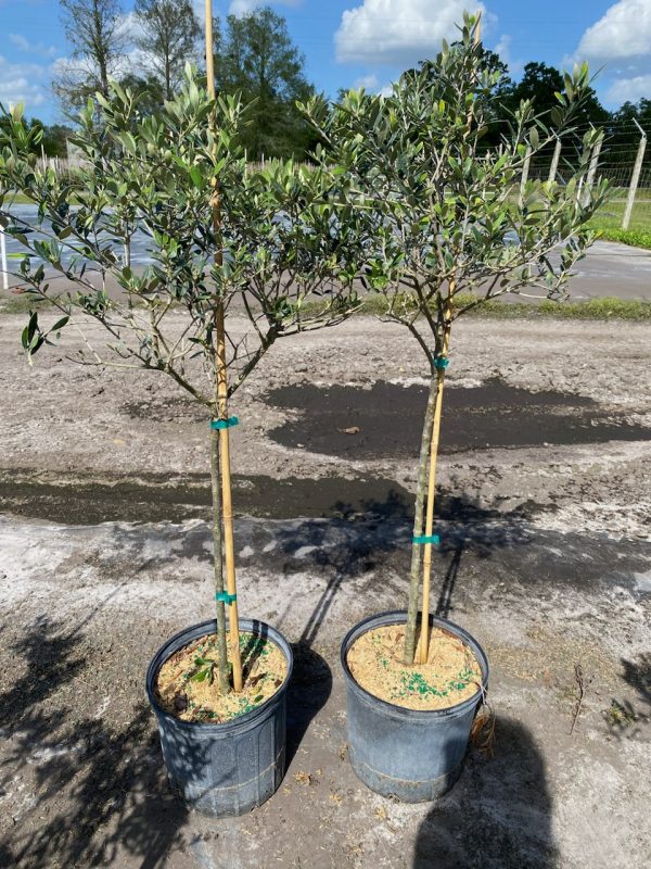 14"/7G Olive Topiary