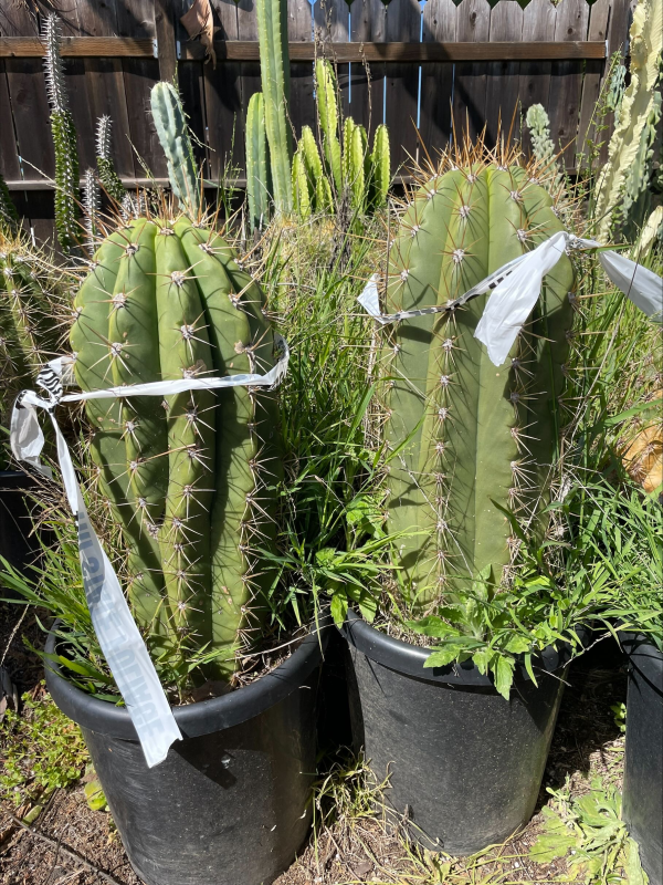 14"/7G Leucostele Terscheckii (CA)