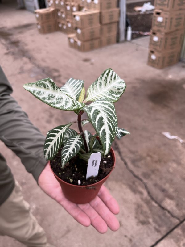 4" Aphelandra Snow White