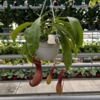 6" Nepenthes Gaya Pitcher HB