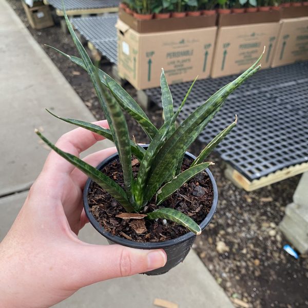 4" Sans Fernwood Punk