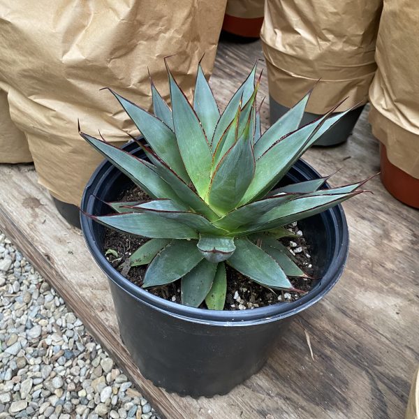 10" Agave Blue Glow (CA)