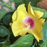 10" Hibiscus Bush Hollywood Series "Lemon Drop" Premium