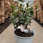 10"/2.25G Camellia Tea Plant in Deco Pot