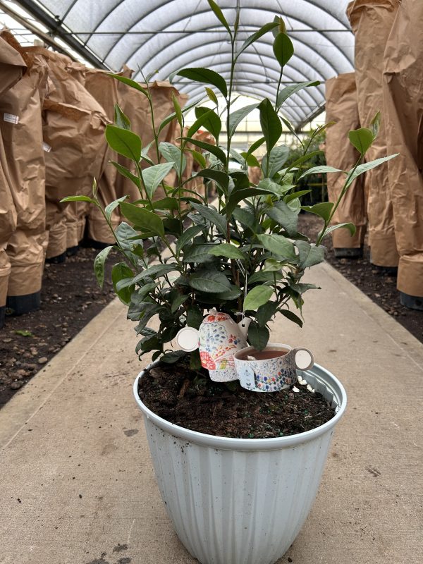 10"/2.25G Camellia Tea Plant in Deco Pot