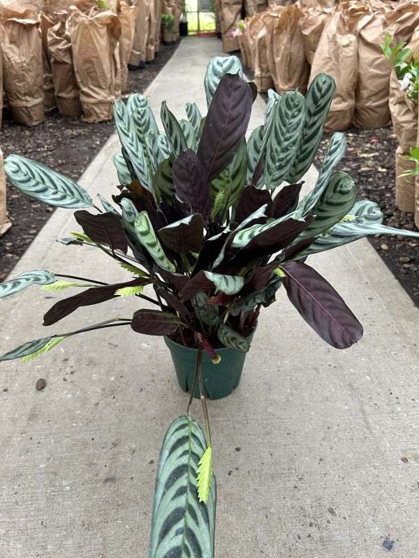 8" Calathea Burle Marx