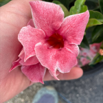 10" Dipladenia Bush Mauvelous