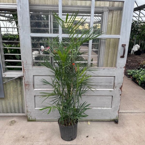 10" Palm Bamboo Sefrizii