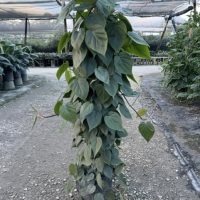 10" Philo Cordatum Totem