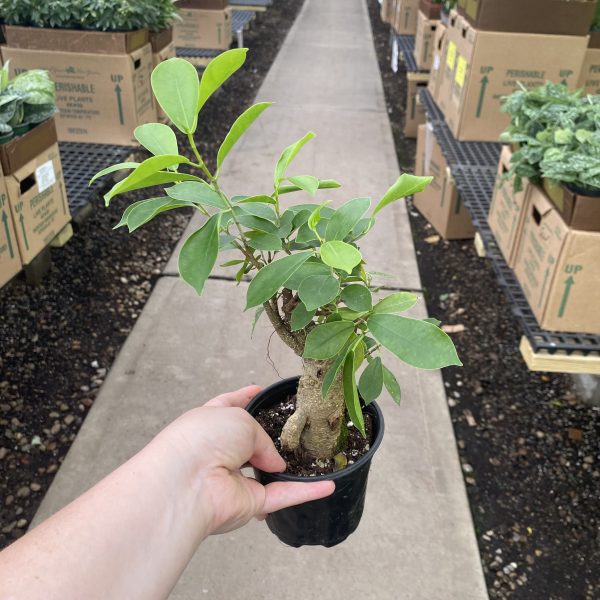 4.5" Ficus Microcarpa Ginseng