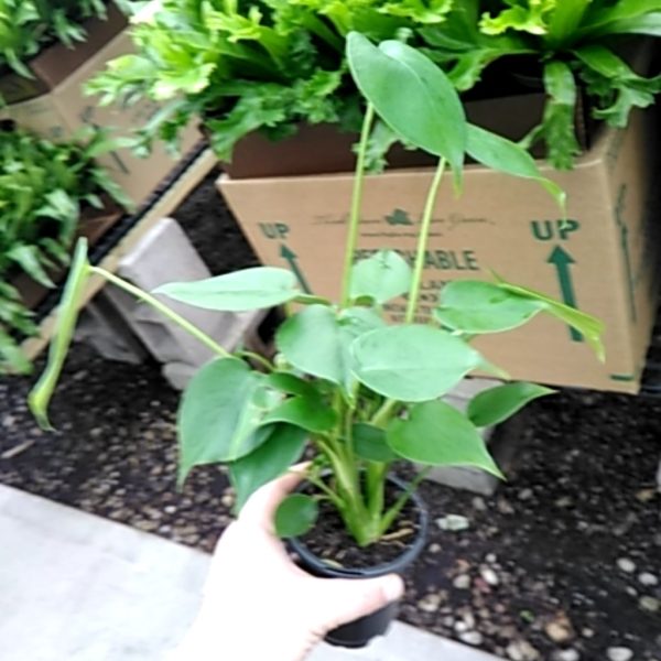 4" Philo Monstera Deliciosa