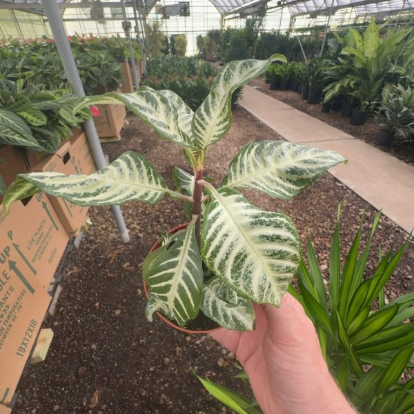 4" Aphelandra Snow White
