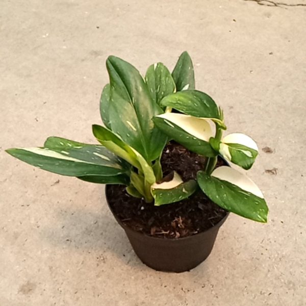 6" Philo Monstera Cobra / Standleyana Albo