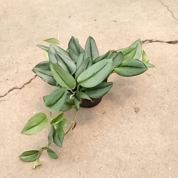6" Scindapsus Sterling