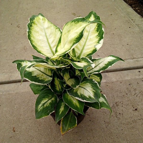 6" Dieff Maculata Cool Beauty