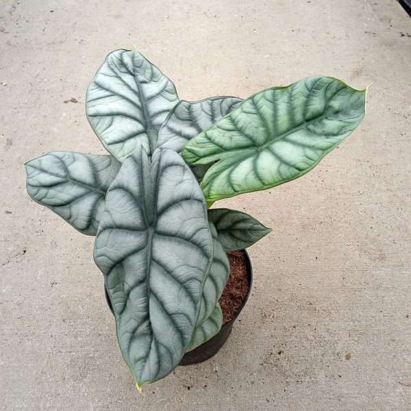 6" Alocasia Silver Dragon