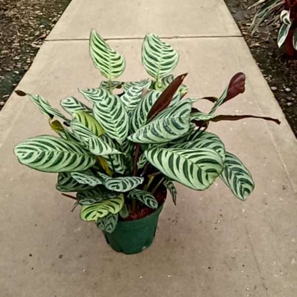 8" Calathea Burle Marx