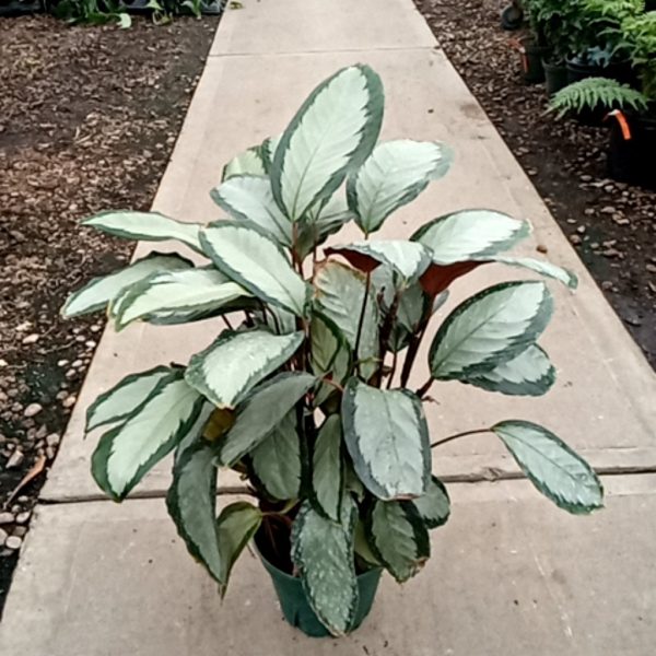 8" Calathea Picturata