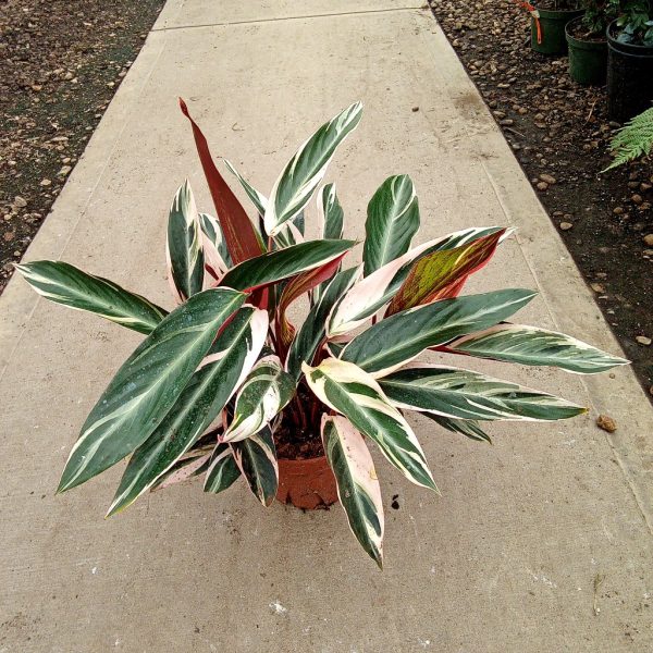 8" Calathea Stromanthe Triostar