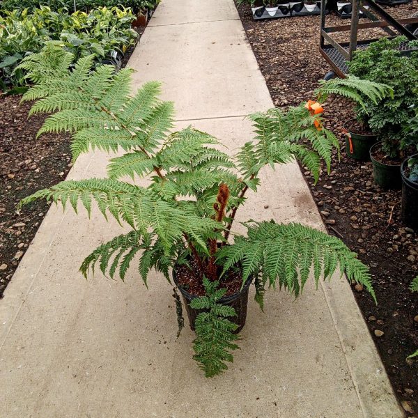 8" Fern Australian Tree