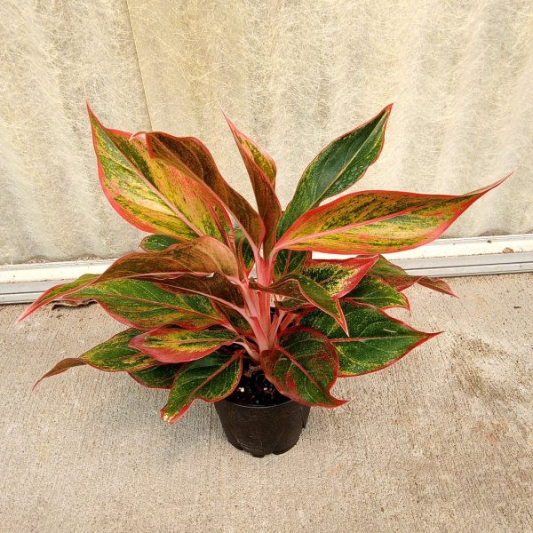 5" Ag Siam Red