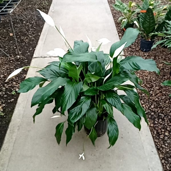 8" Spath with Spikes