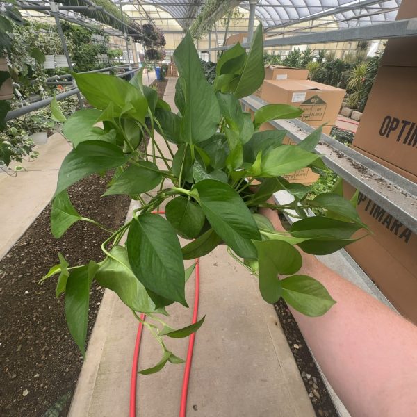 6" Pothos Jade