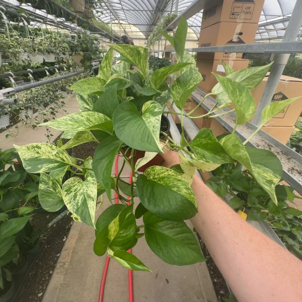 6" Pothos Marble Queen
