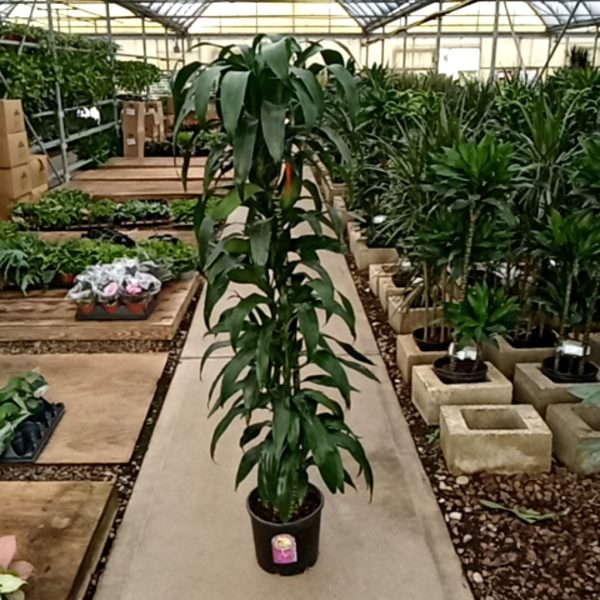 10" Drac Lisa Cane C/B Specimen 6' (HI)