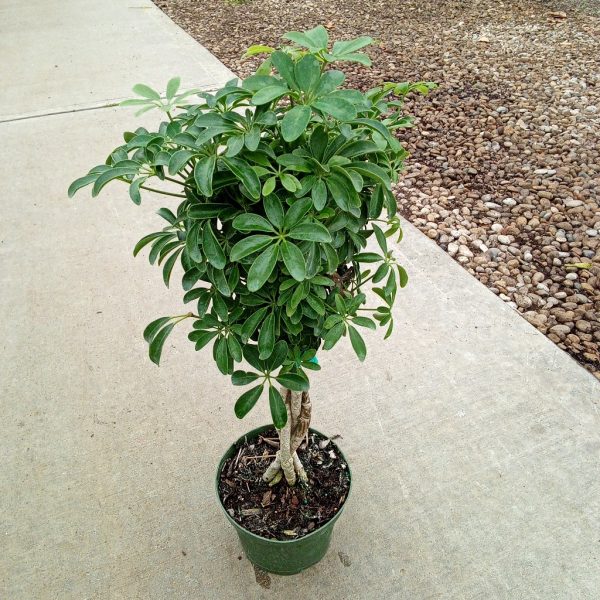 Arb Braid Tree .6″ Scheff Arb Mini Braid – Tri State Foliage