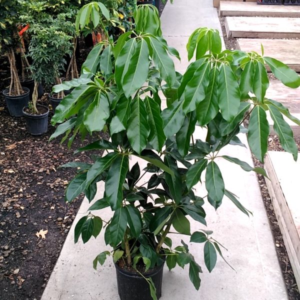 10" Scheff Amate 4'