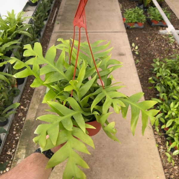 6" Epiphyllum Shark Tooth Orchid Cactus HB (CA)