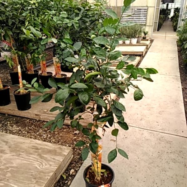 12"/5G Citrus Std Tangerine Satsuma Brown Select Premium